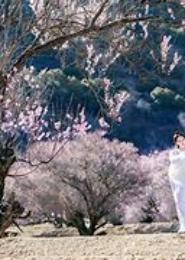 梦里桃花香如故