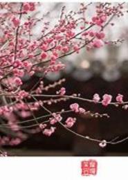 落花成锦