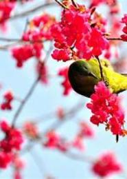 花影乱