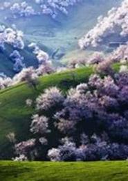重生之山花烂漫