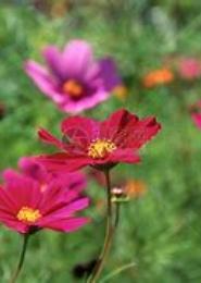 花儿
