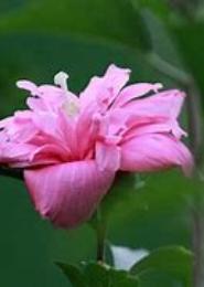 夏槿时节