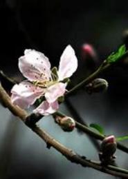 花开春象