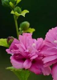 重生之木槿花开