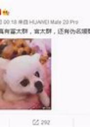 伪名媛的绝世霸宠