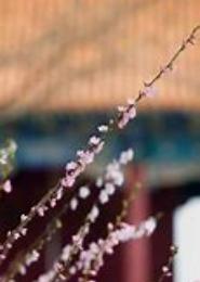 花开何处