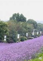 仙路芬芳