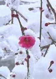 江山梅蕊嫣