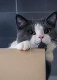霸宠杀手小猫咪