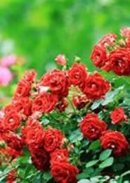 玥季花开