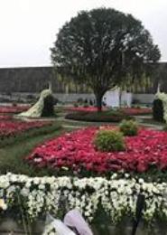 万葬花