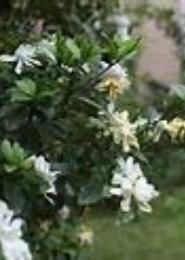 栀子花之恋
