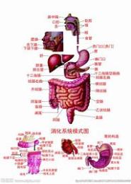 消化系统疾病医疗保健宝典