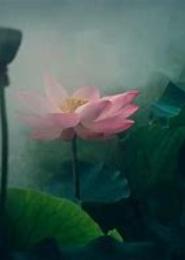荷花浮影乱春秋