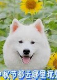 带着萌宠去修真
