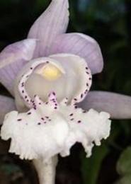 独花