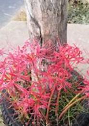 璀璨含烟脉断肠