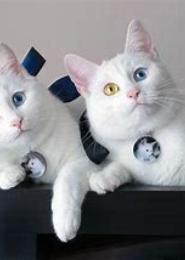 双生猫瞳