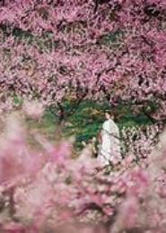 十里桃花