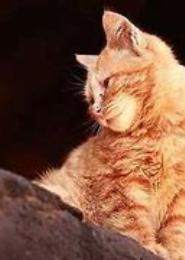 野猫昏迷穿越