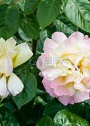 盛夏的花蕾