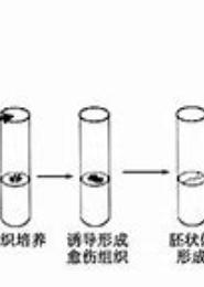 植物组织培养技术