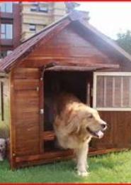 狗舍
