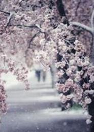 樱沉雪域