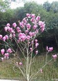 玉堂春