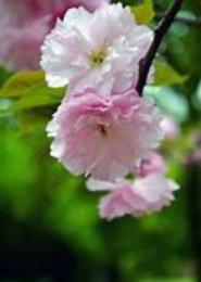 重生之花开花落