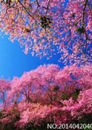 开满花的树