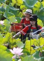 花药满田