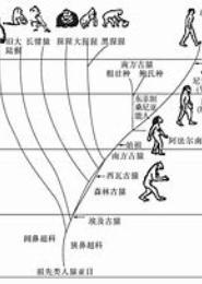 第三类进化者