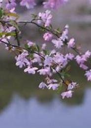 花开花落