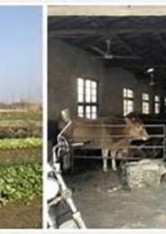 师兄猛如虎