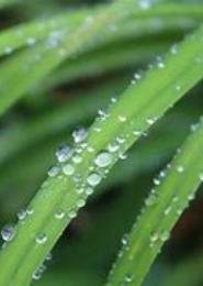 树林下的凝露