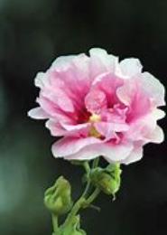 芙蓉香细水风凉
