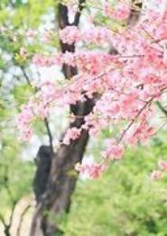 花季花开