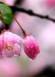 春花秋雨