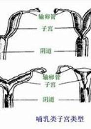 宫角