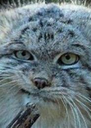 猫咪总监很凶残
